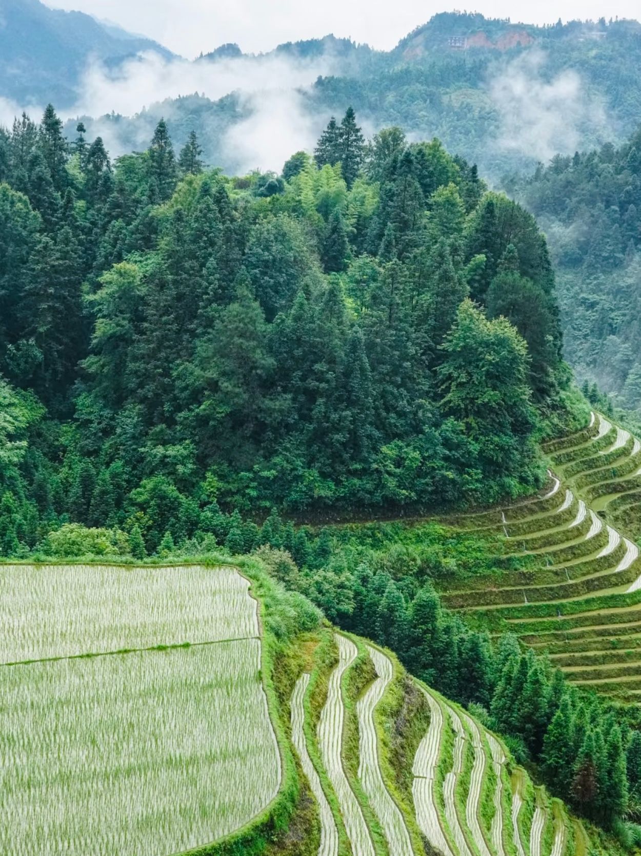 1250x1667 Visit the Longji Rice Terraces to avoid the crowds and enjoy the beautiful scenery with ease. Trip.com Longsheng