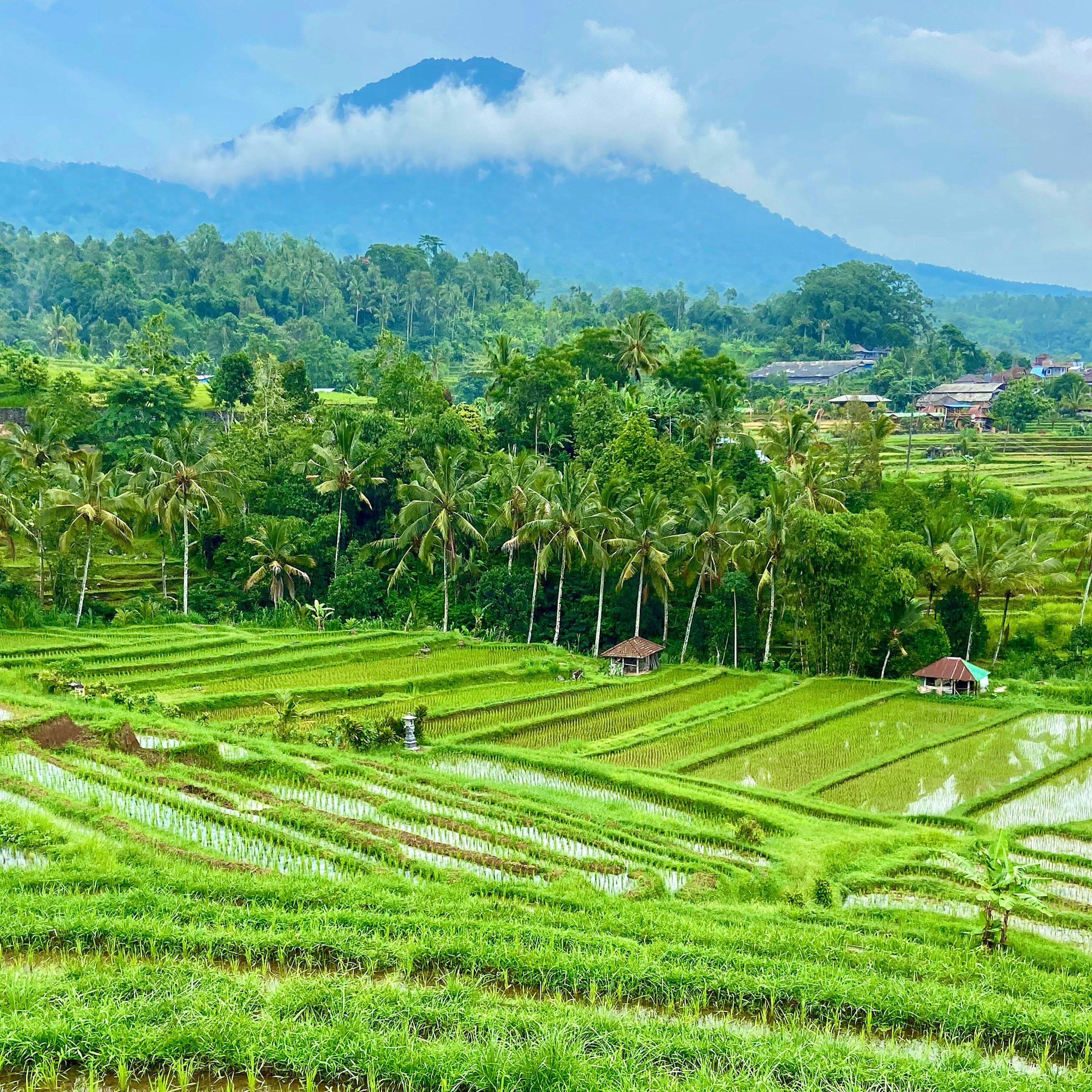 3000x3000 A lush green rice field with mountains in the background photo