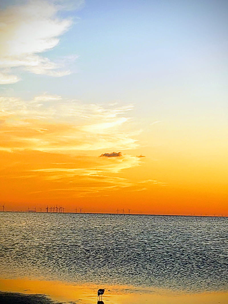800x1067 HD south padre island wallpaper