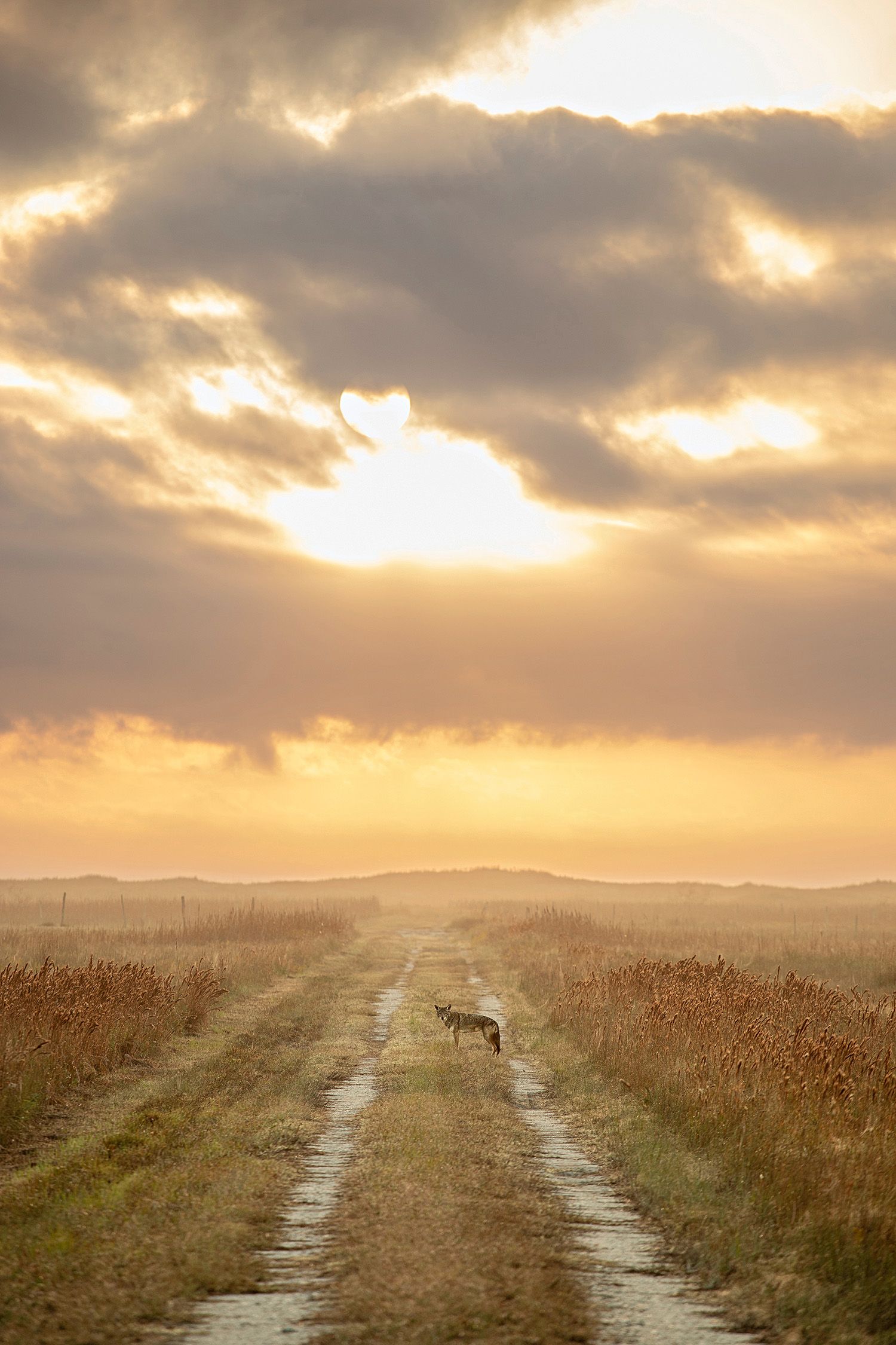 1500x2250 Into The Wind · National Parks Conservation Association