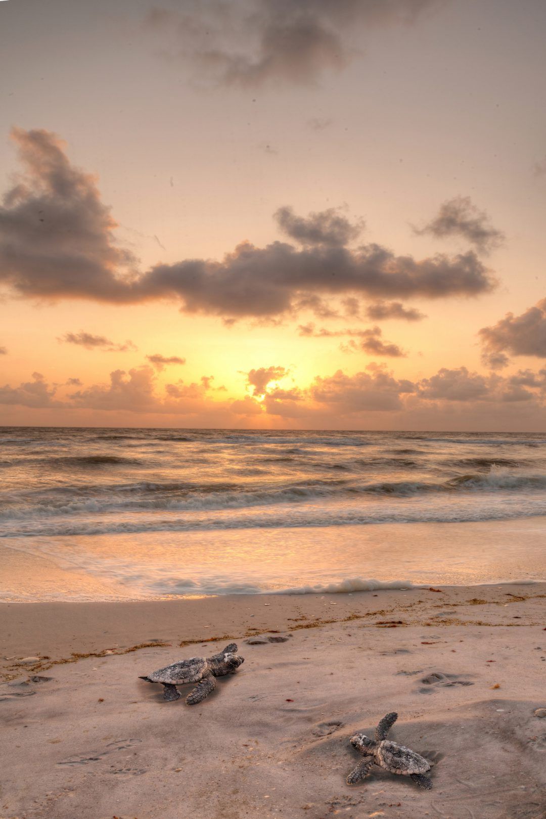 1080x1620 South Padre Island Sea Turtle Nesting Guide