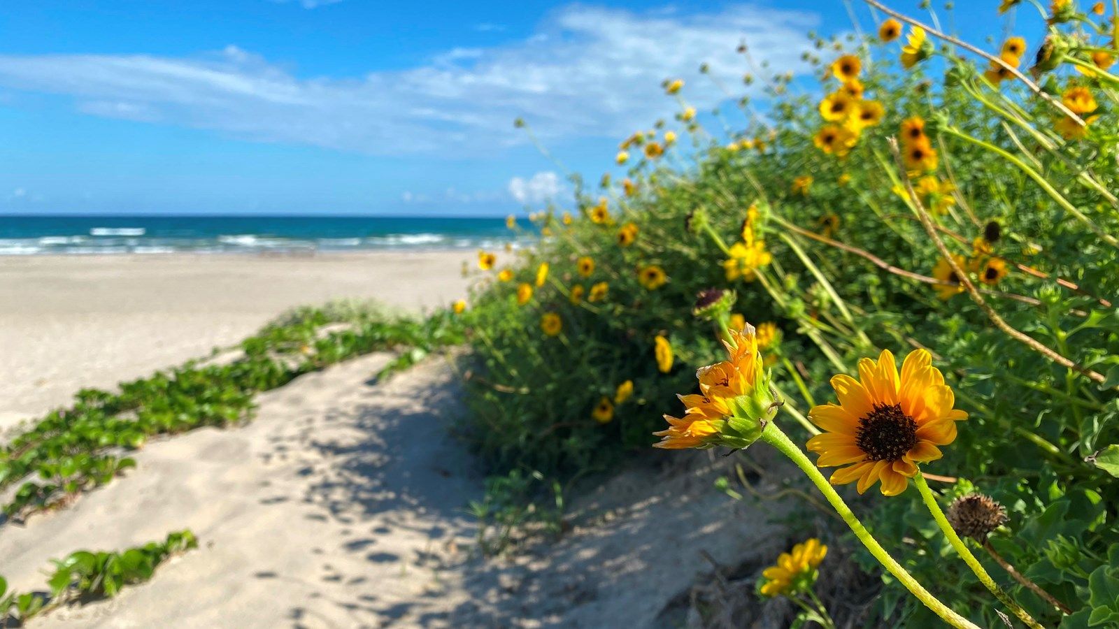 1600x900 Basic Information Island National Seashore (U.S. National Park Service)