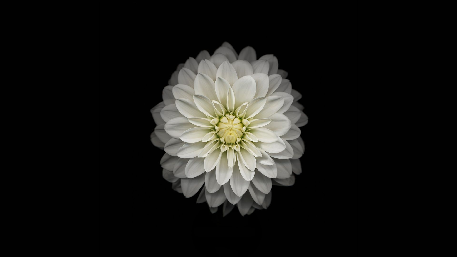 1920x1080 Apple IOS Flower 3 4K UHD Wallpaper For UltraHD Desktop And TV : Widescreen And UltraWide Display : Smartphone And Tablet Devices