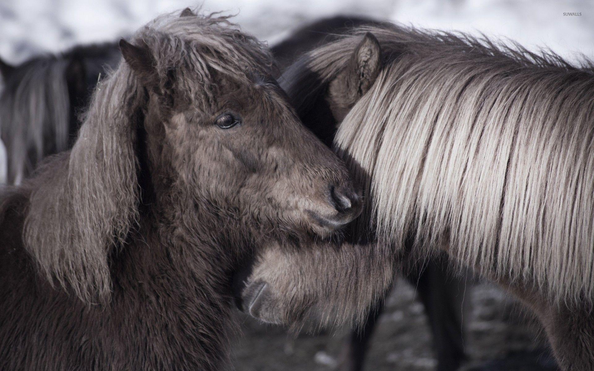 1920x1200 Cute ponies wallpaper wallpaper