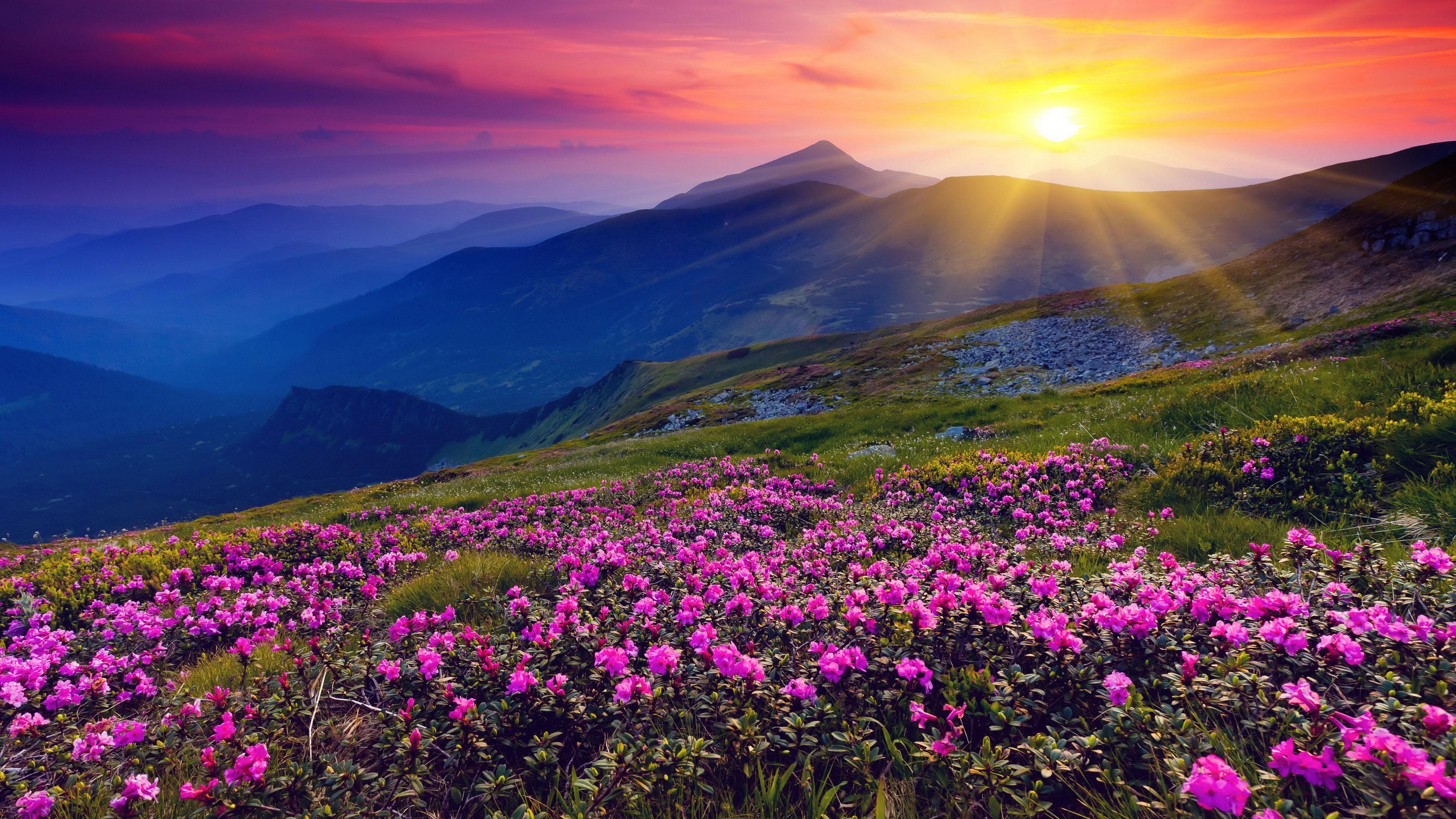 Mountain Flowers Wallpapers Top Free Mountain Flowers Backgrounds Mountain Flowers Wallpapers Top Free Mountain Flowers Backgrounds