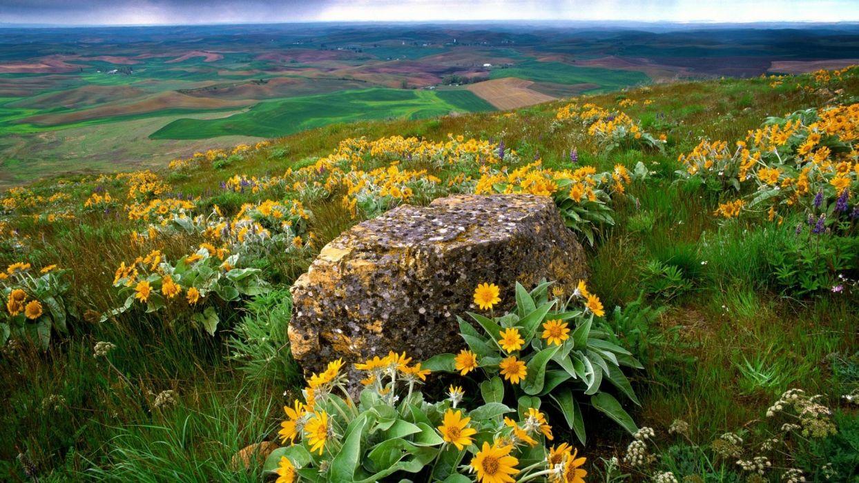 1244x700 Flowers fields rocks Country Washington farm yellow flowers