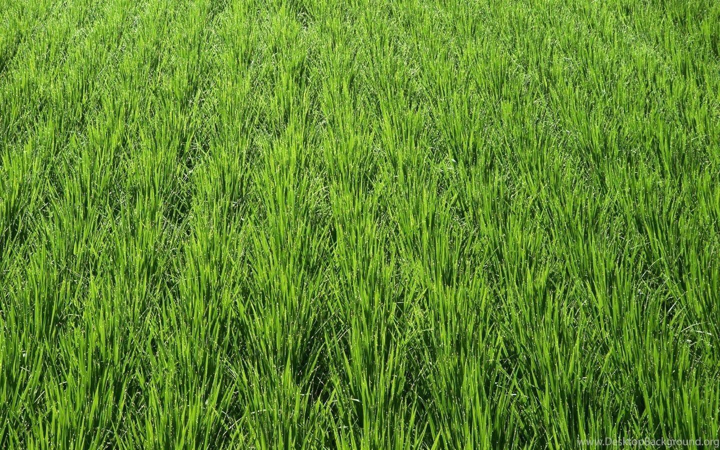 1440x900 Country Farmland Photo Country Farm Land Wallpaper 1440x900 NO