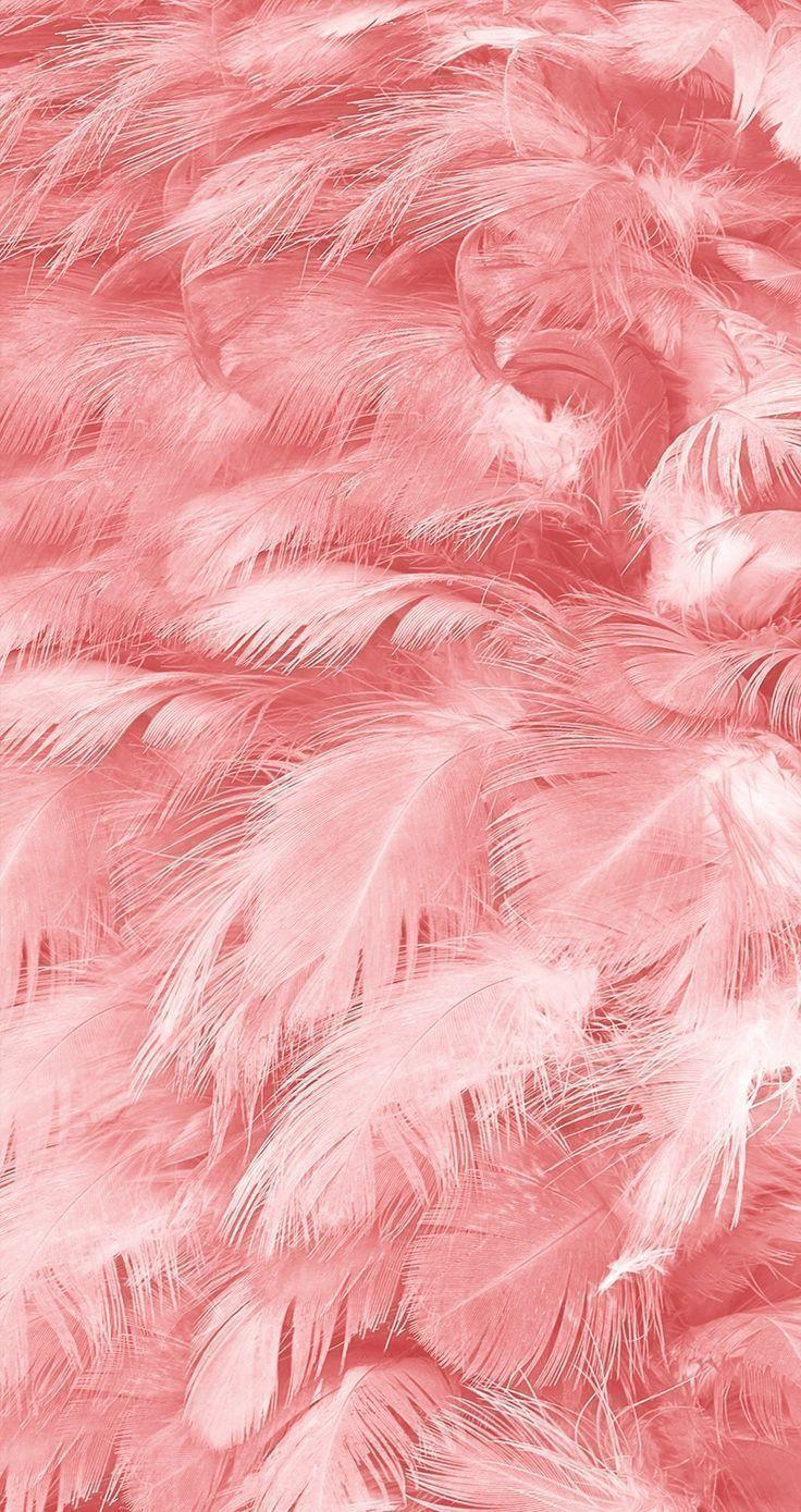 Pink Feather Wallpapers - Top Free Pink Feather Backgrounds -  WallpaperAccess