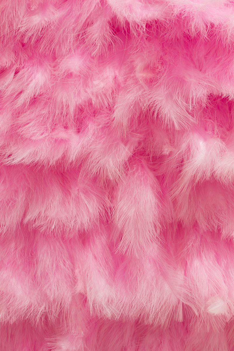 Pink Feathers Wallpapers - Top Free Pink Feathers Backgrounds