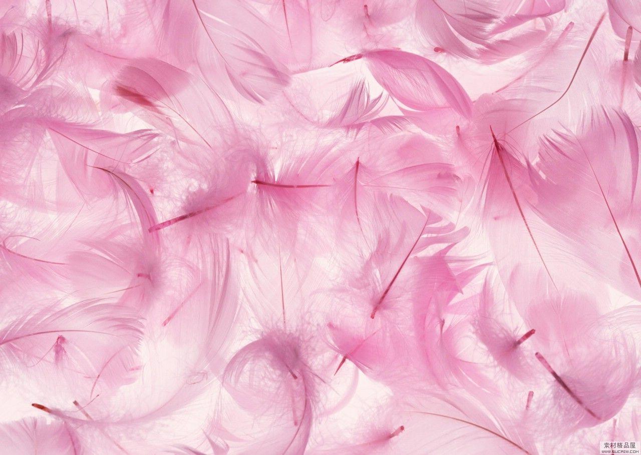 Pink Feathers Wallpapers - Top Free Pink Feathers Backgrounds