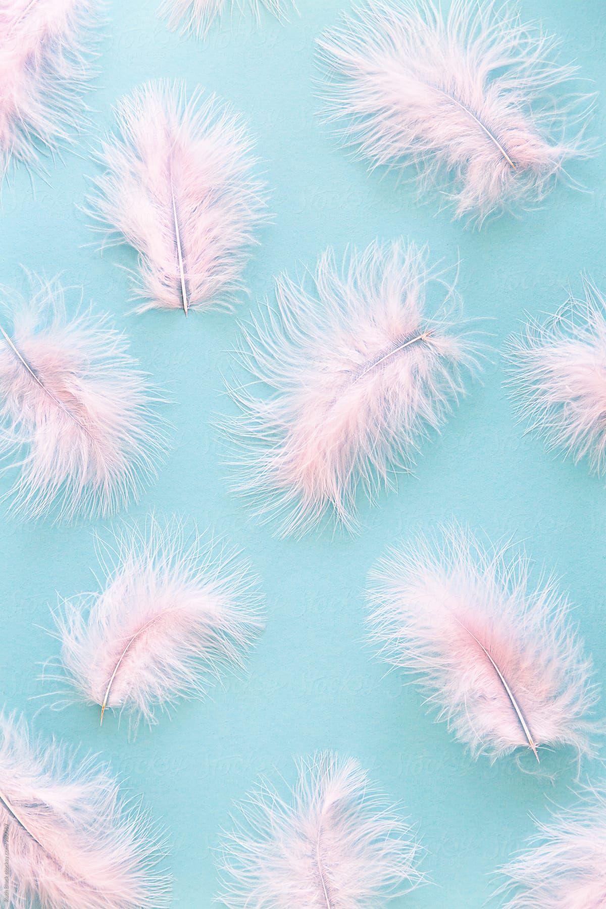 Pink Feathers Wallpapers - Top Free Pink Feathers Backgrounds