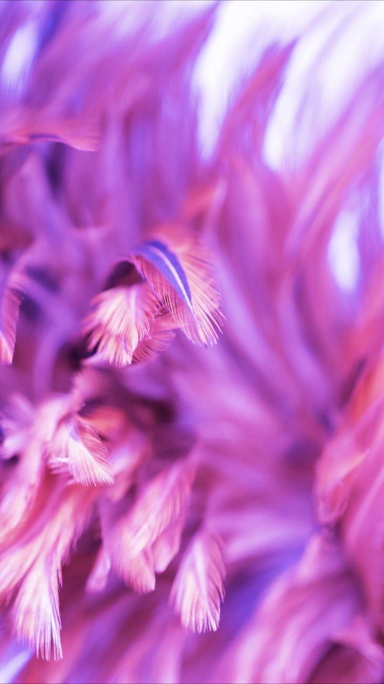 Pink Feathers Wallpapers - Top Free Pink Feathers Backgrounds