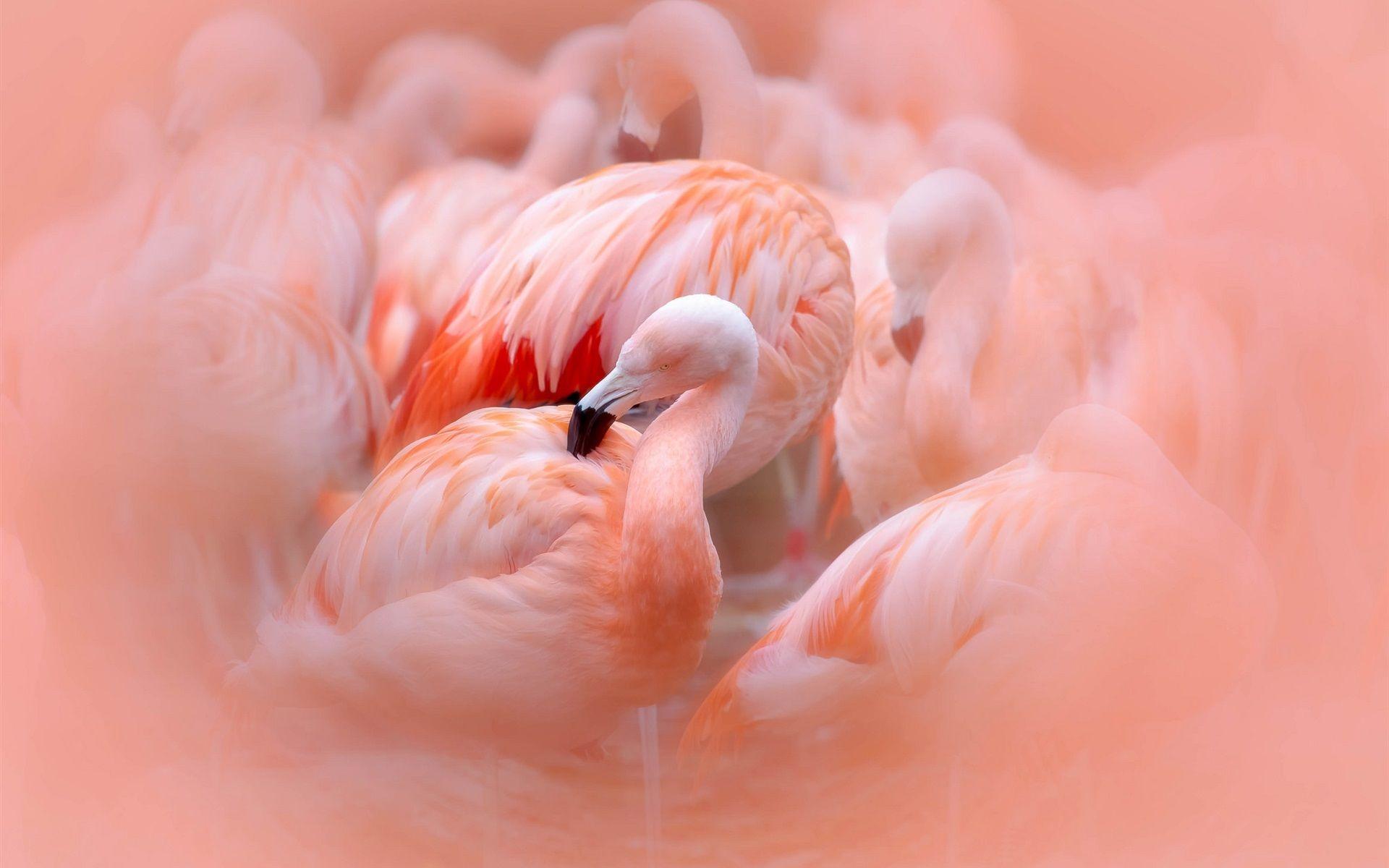 1920x1200 Wallpaper Some flamingos, pink feathers, blurry 1920x1200 HD