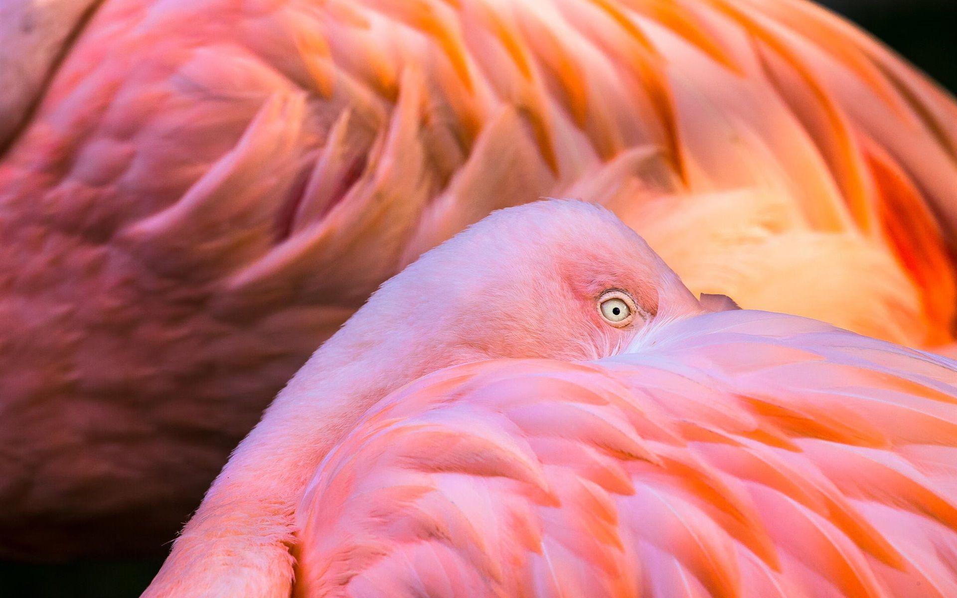 1920x1200 Wallpaper Flamingo pink feathers, eye 1920x1200 HD Picture, Image