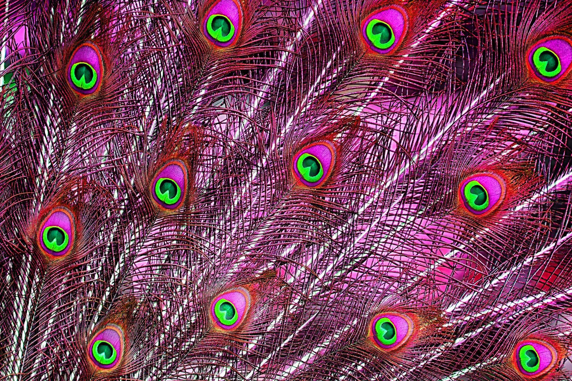 1920x1280 Feathers Wallpaper