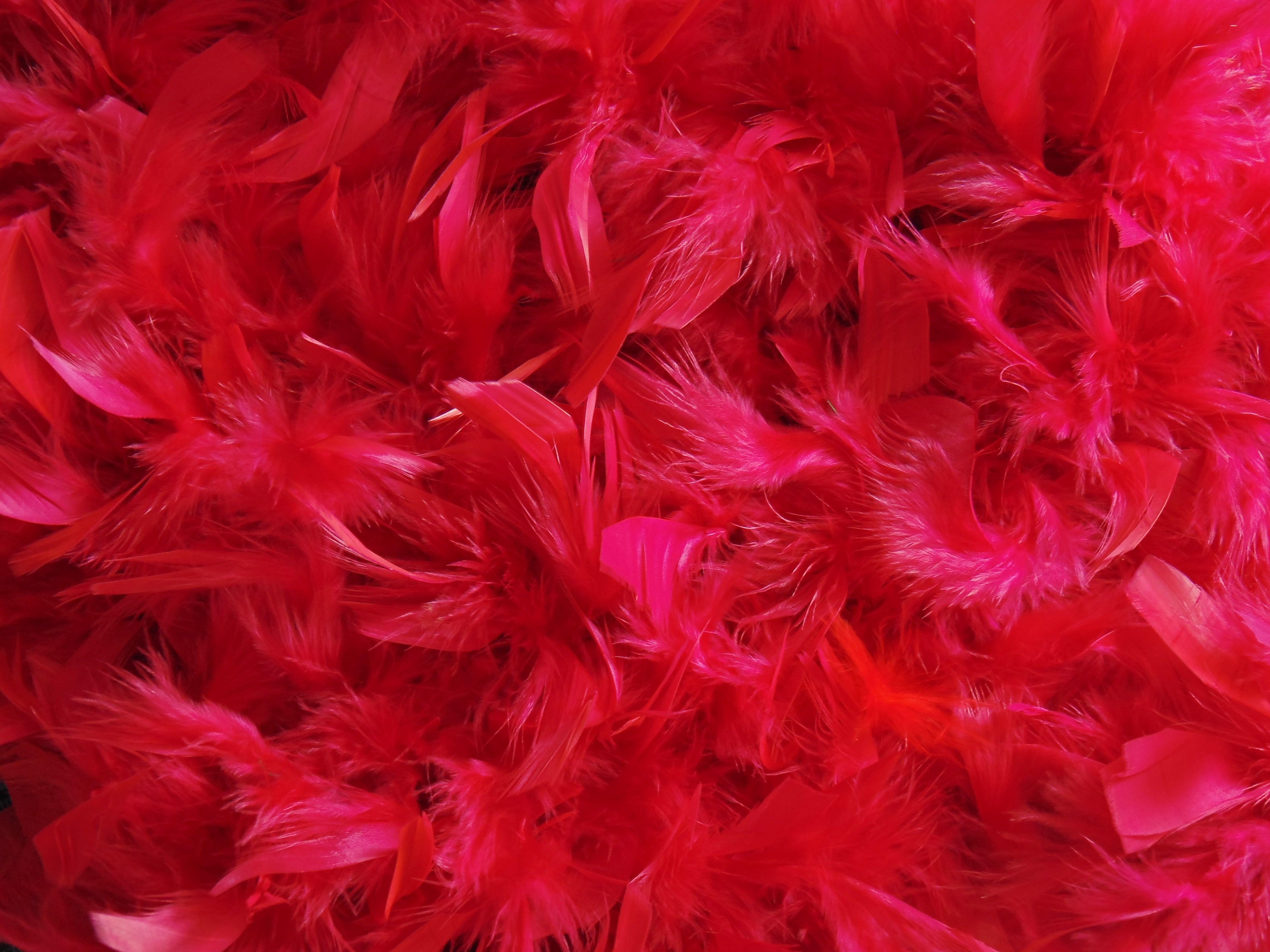 Pink Feathers Wallpapers - Top Free Pink Feathers Backgrounds ...