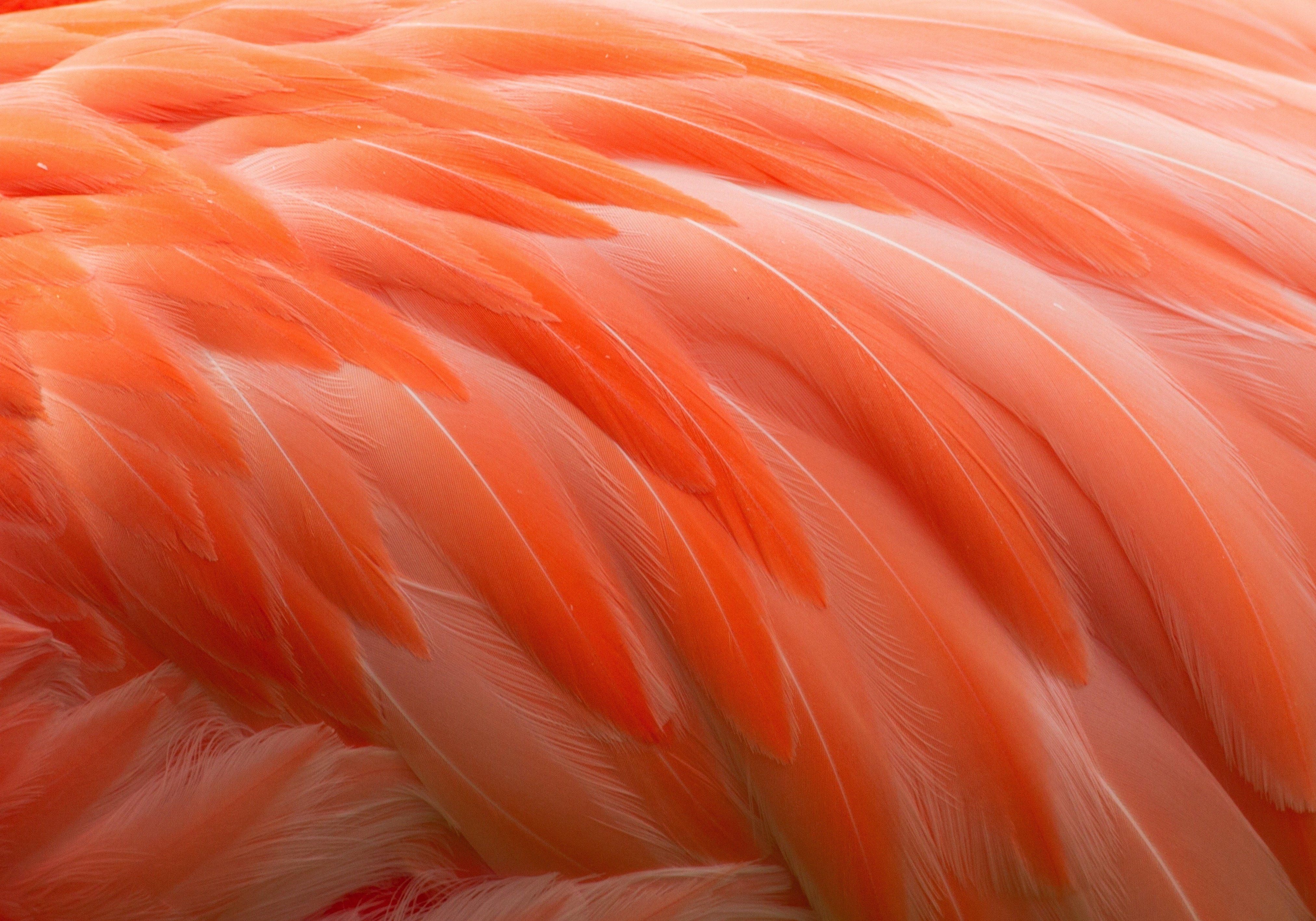 4050x2833 Feathers bird flamingo wallpaperx2833