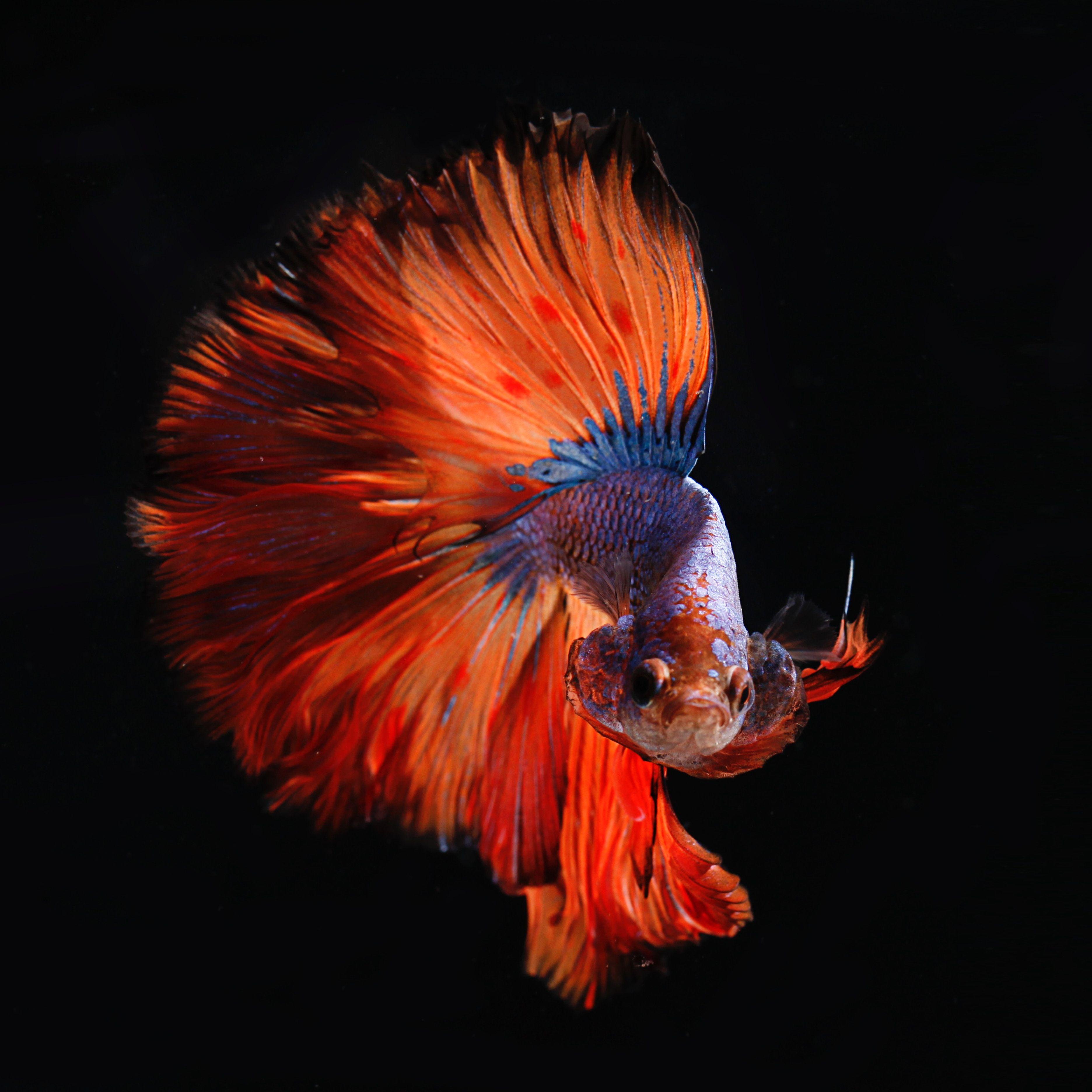 3744x3744 biological wallpaper and background