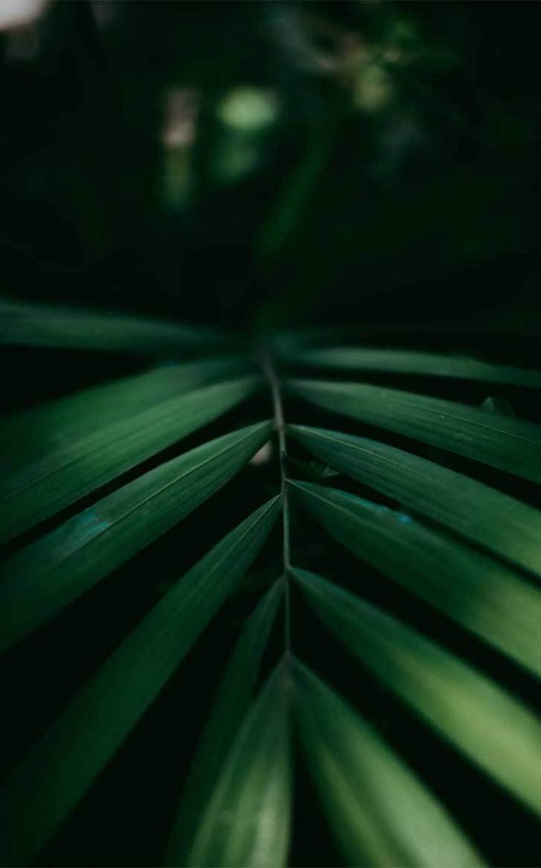Tropical Leaves iPhone Wallpapers Top Free Tropical Leaves iPhone