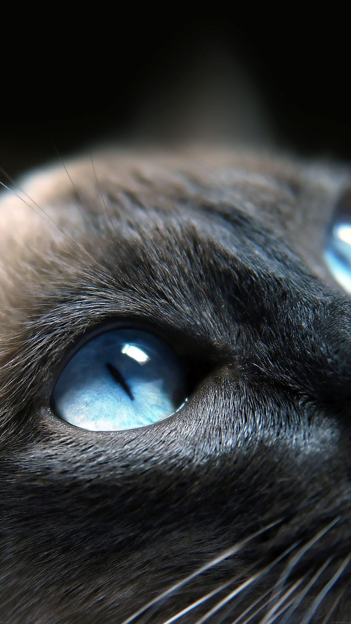 1152x2048 Cat Blue Eyes iphone Wallpaper