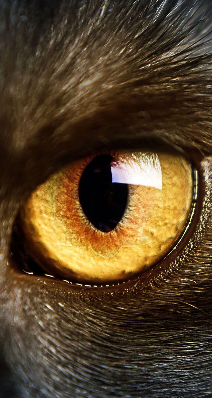 Animal Eyes Wallpapers Top Free Animal Eyes Backgrounds WallpaperAccess
