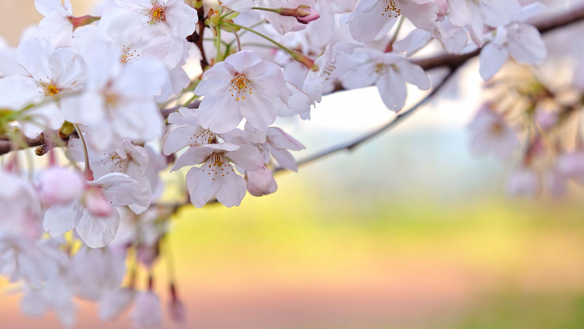 1920x1080 chinese flowers wallpaper