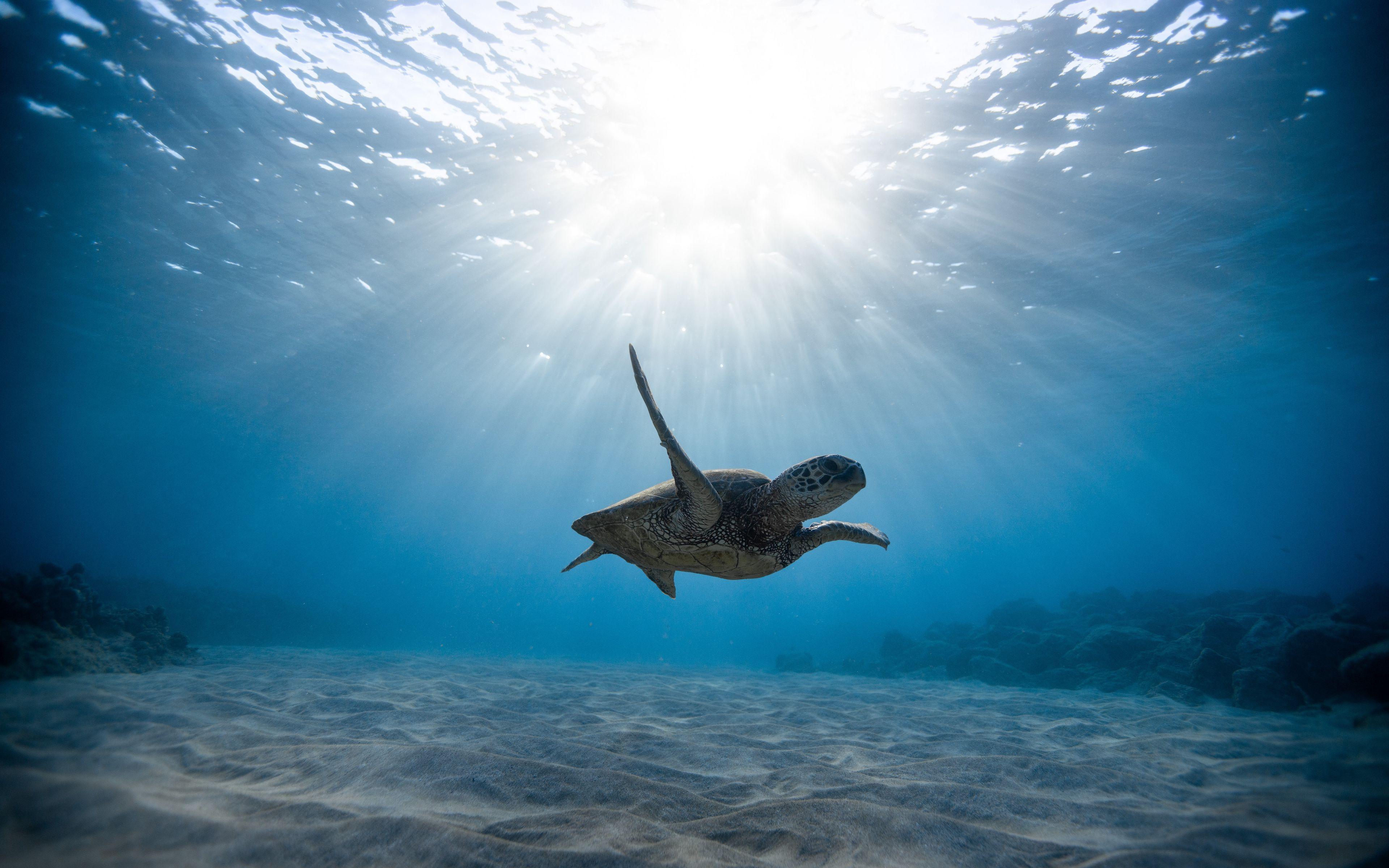 3840x2400 Download wallpaper 3840x2400 skull, sea turtle, underwater world