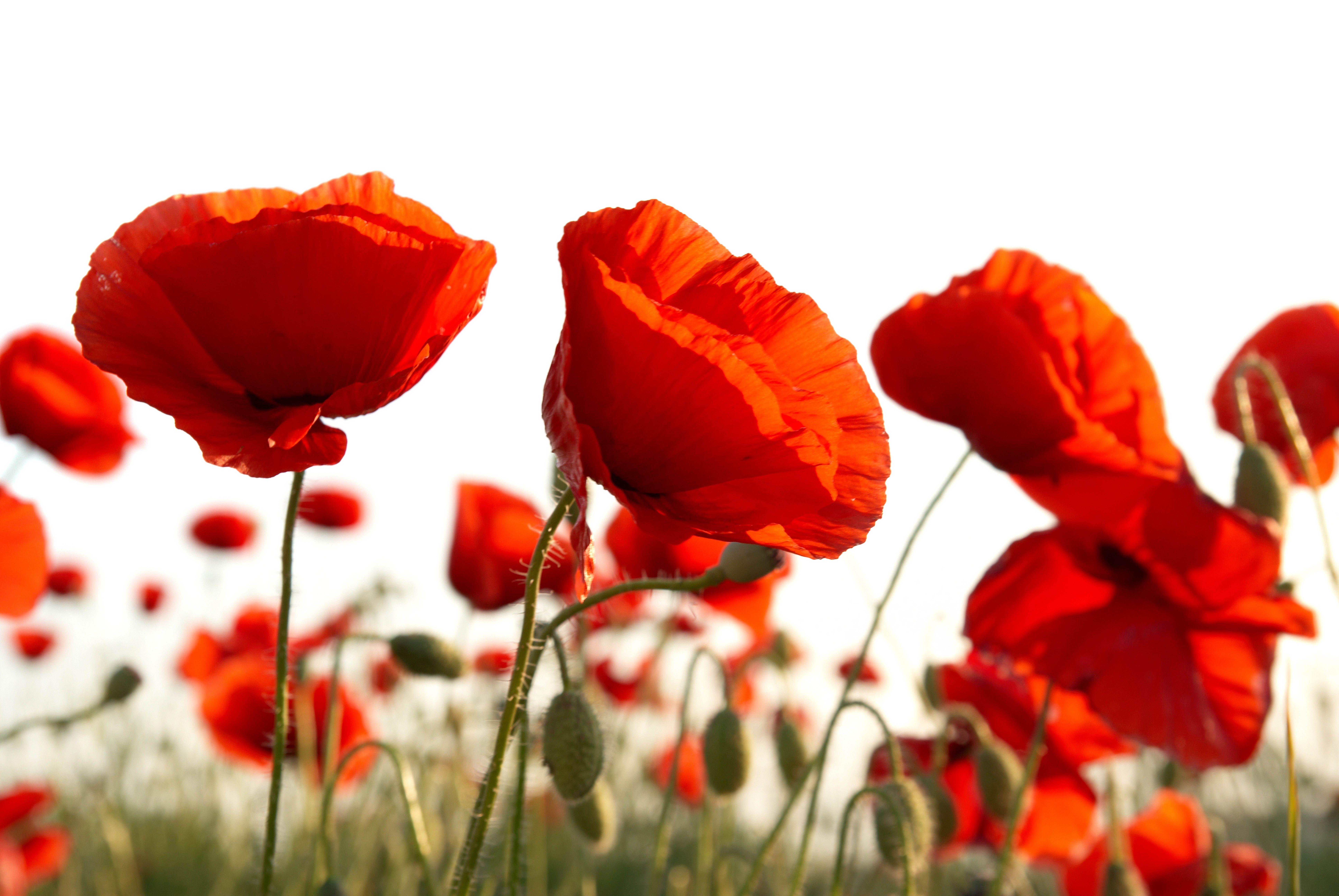 7744x5184 Maki wallpaper, picture with poppies / Страница 4