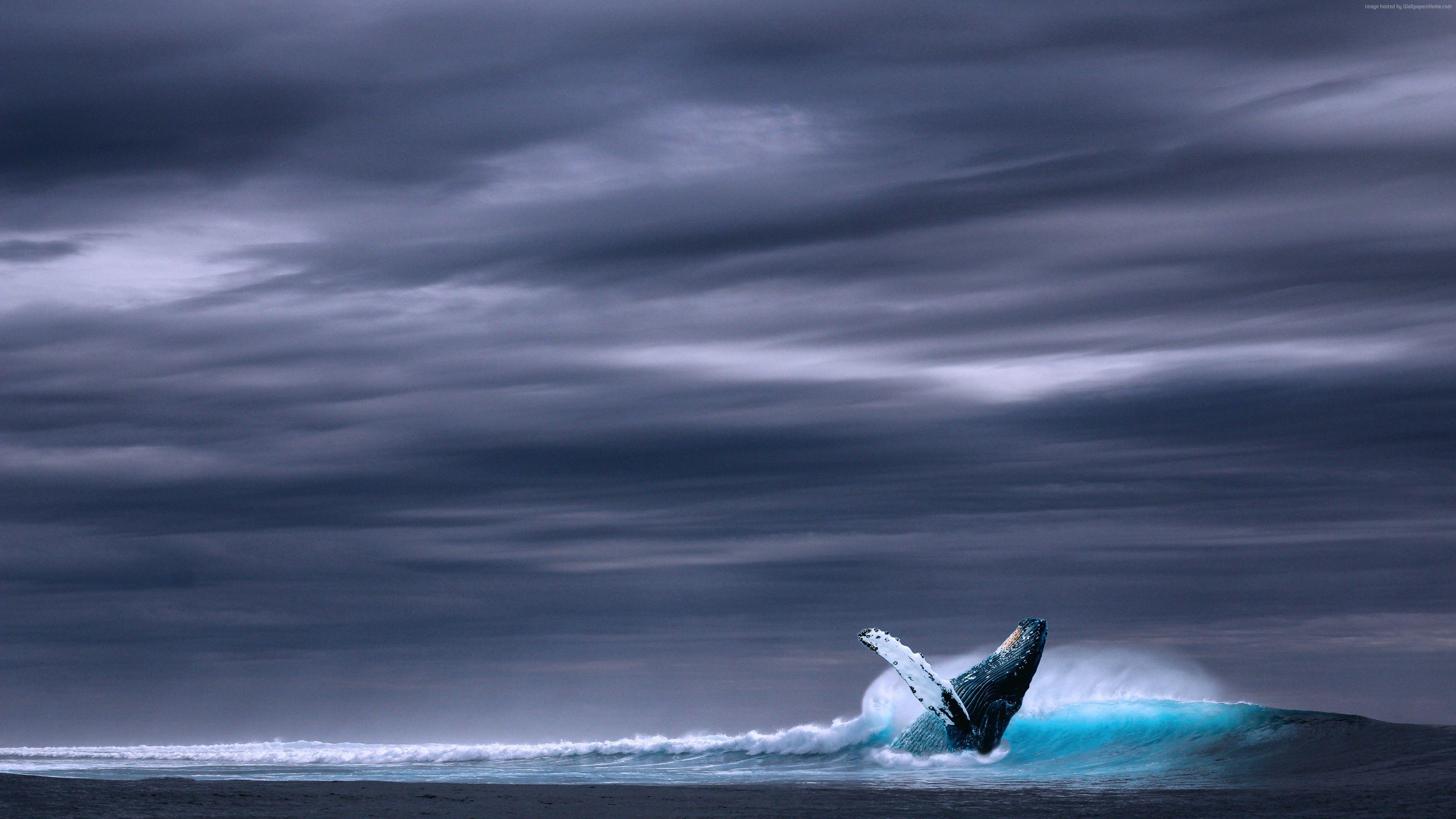 3840x2160 Wallpaper whale, ocean, sky, 5k, Nature Wallpaper Download