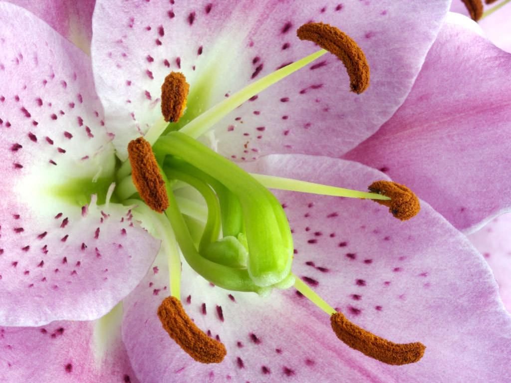 1024x768 Desktop Wallpaper of Giant Lily Flower