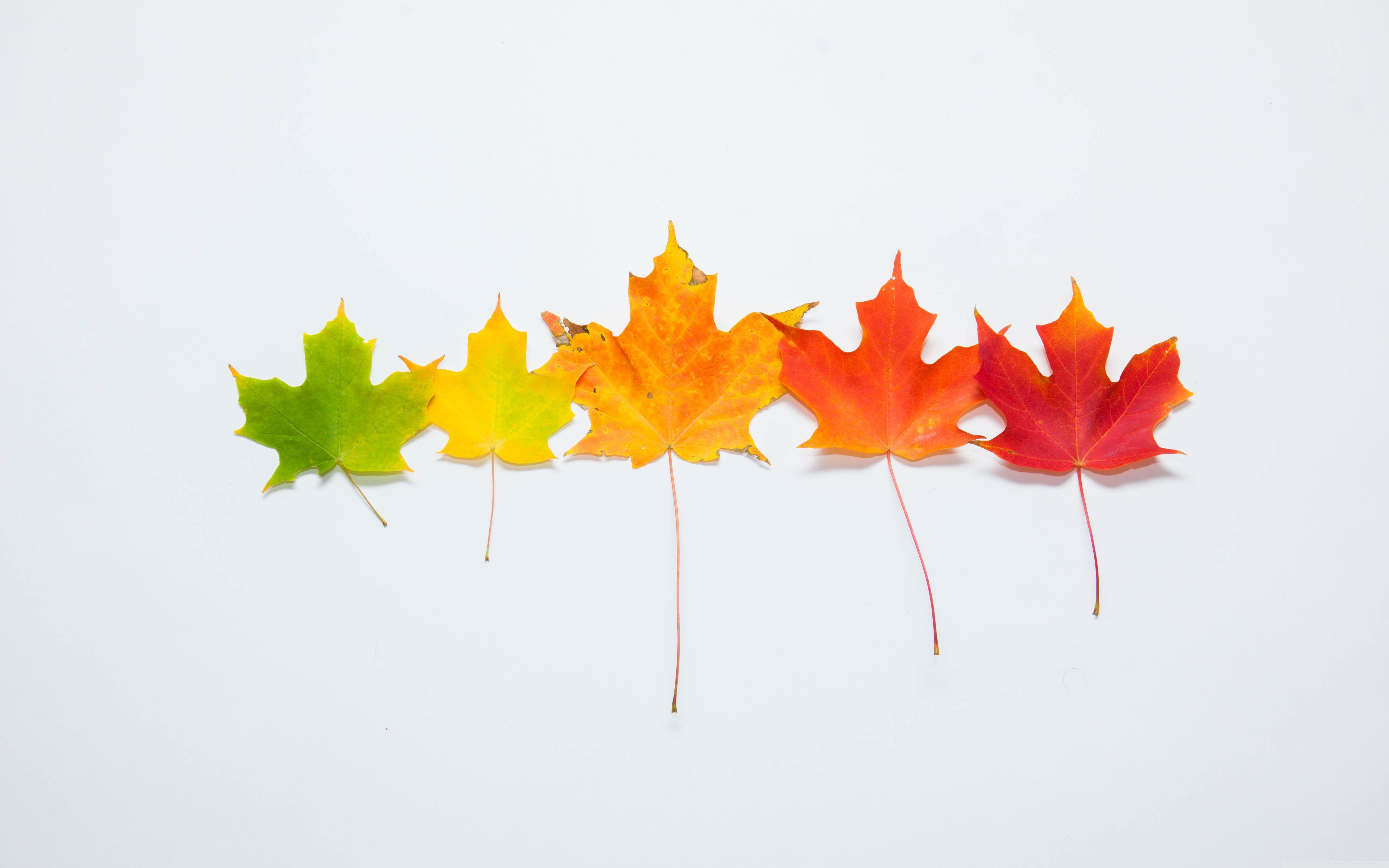 5120x3200 Download Fall Gradient UltraHD Wallpaper