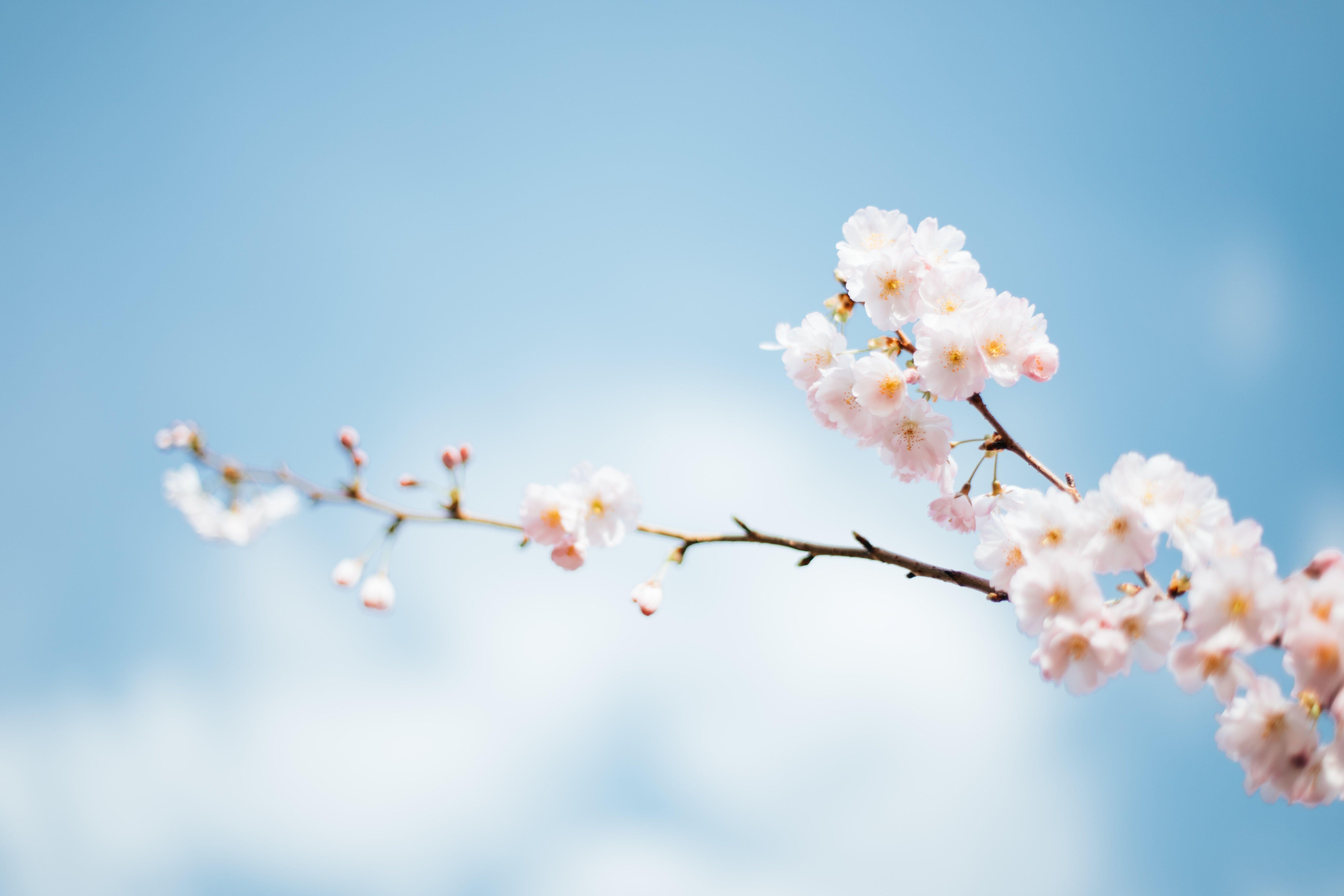 6317x4211 Spring Wallpaper: Free HD Download [HQ]