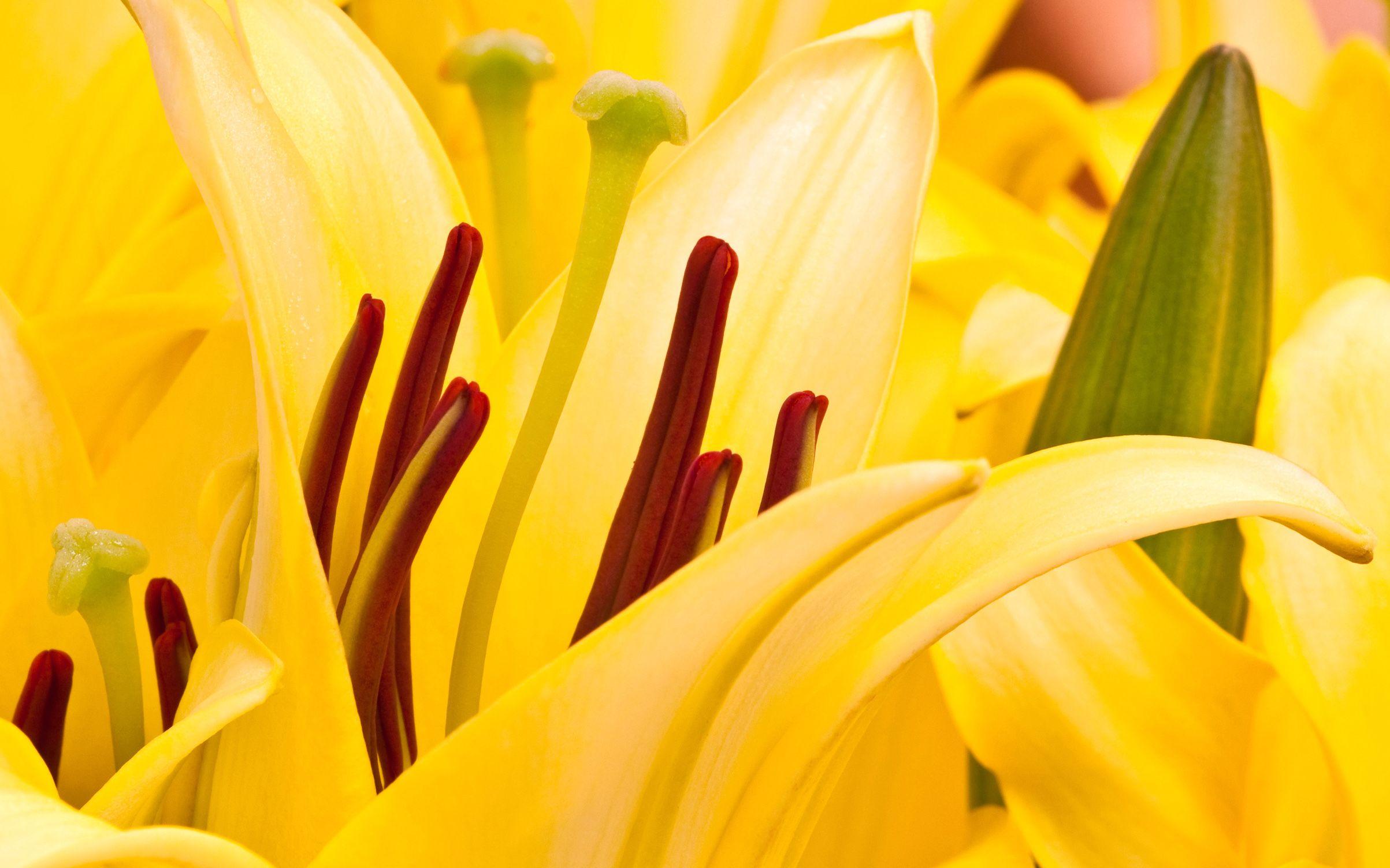 2406x1504 Oriental, Lilies, Flower Wallpaper, Nature Image, Plants, HD