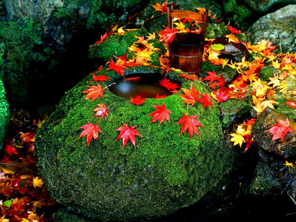 1024x768 Free HD Twitter Cover Autumn Leaves Wallpaper Download