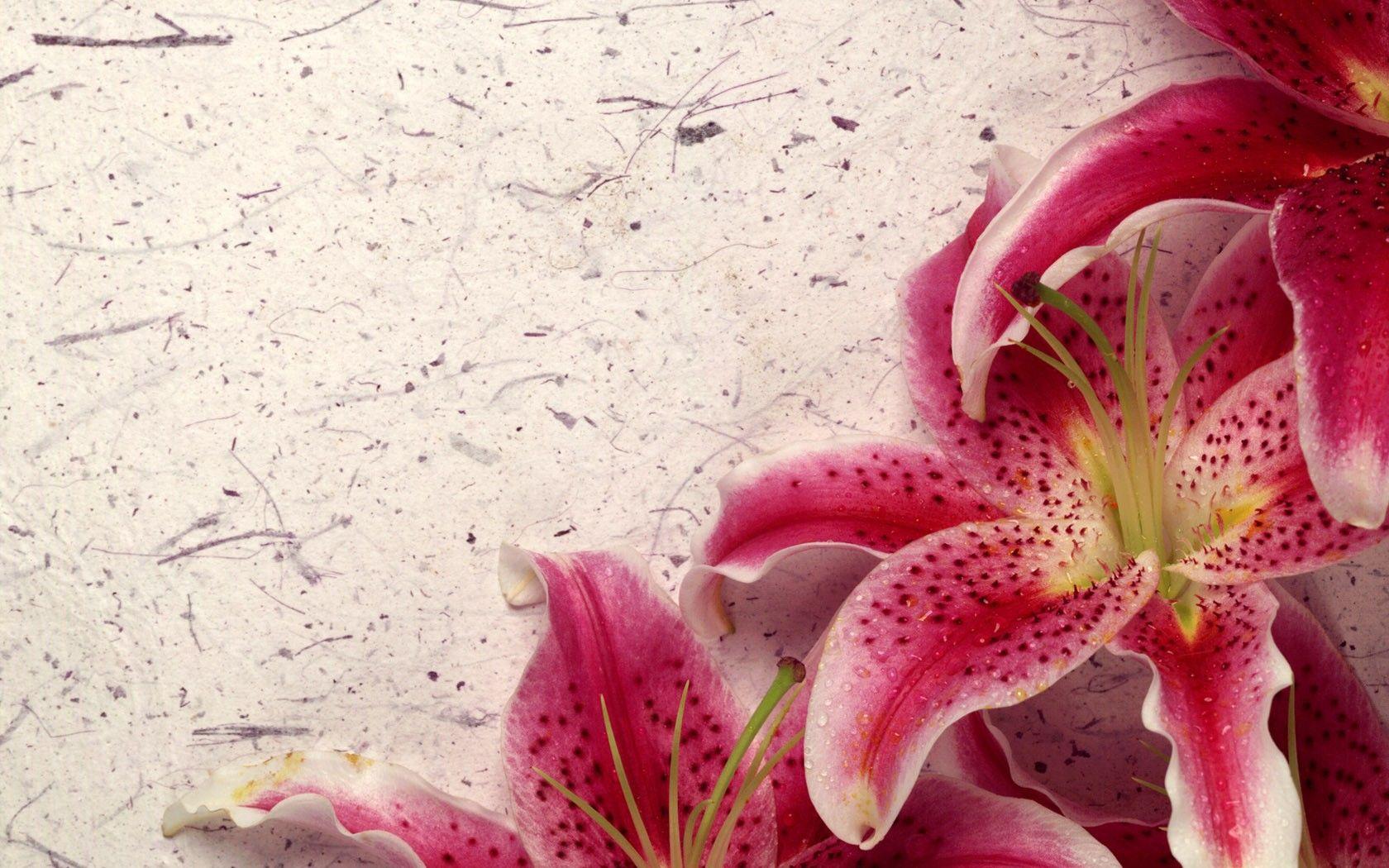 1680x1050 Flowers: Beautiful Petals Flowers Oriental Orchids Flower HD Quality