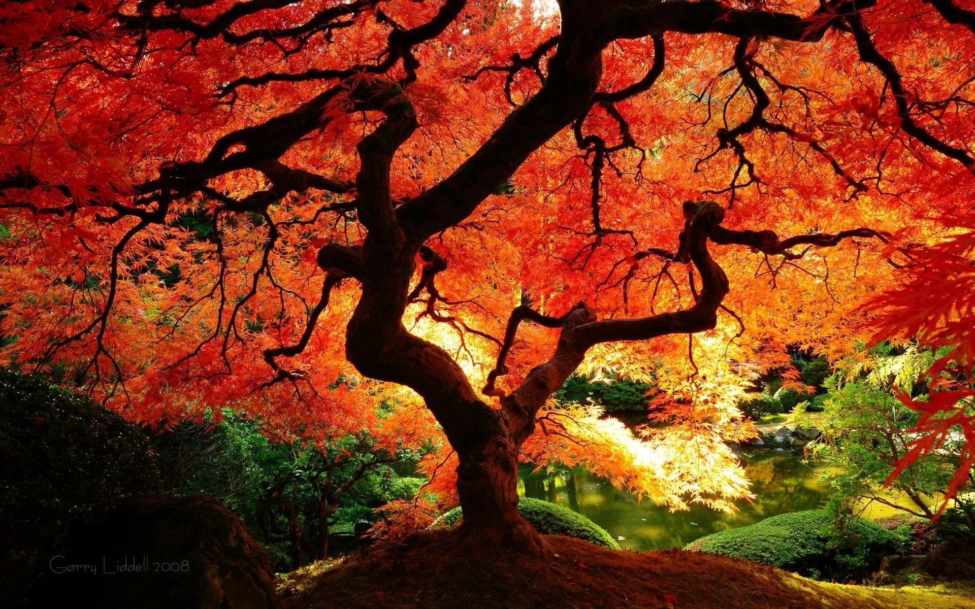 1920x1200 Japanese Desktop Wallpaper