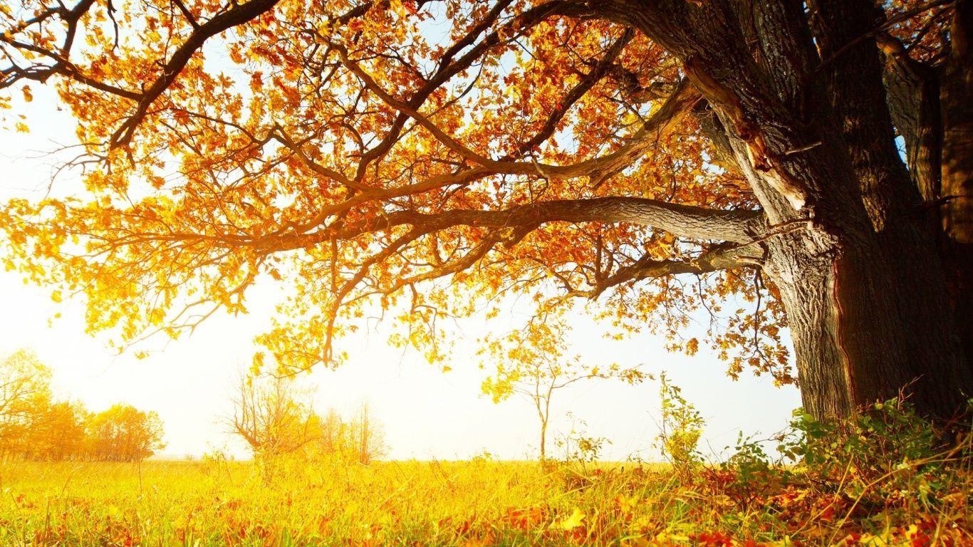 1366x768 Autumn day 1366x768 wallpaper. Cool wallpaper
