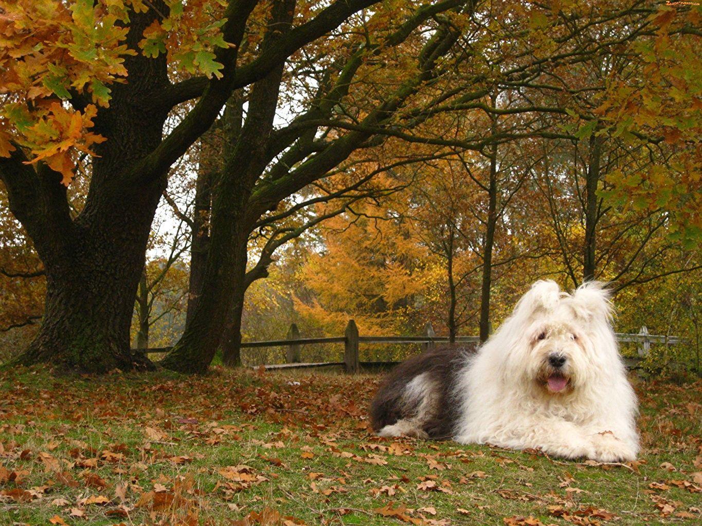 1365x1024 Desktop Wallpaper Old English Sheepdog Dogs Foliage Autumn Trees
