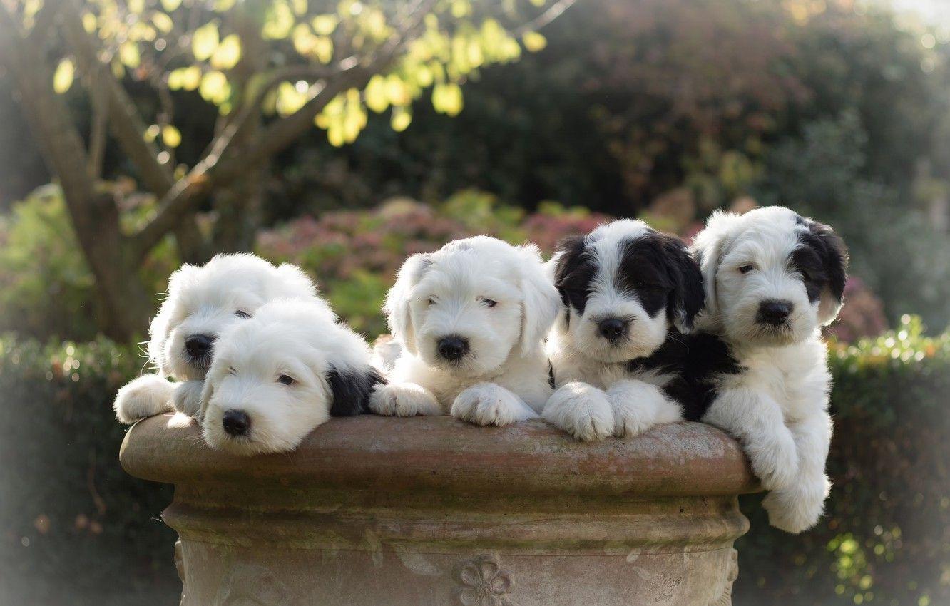 1332x850 Wallpaper dogs, puppies, Bobtail, The old English Sheepdog image