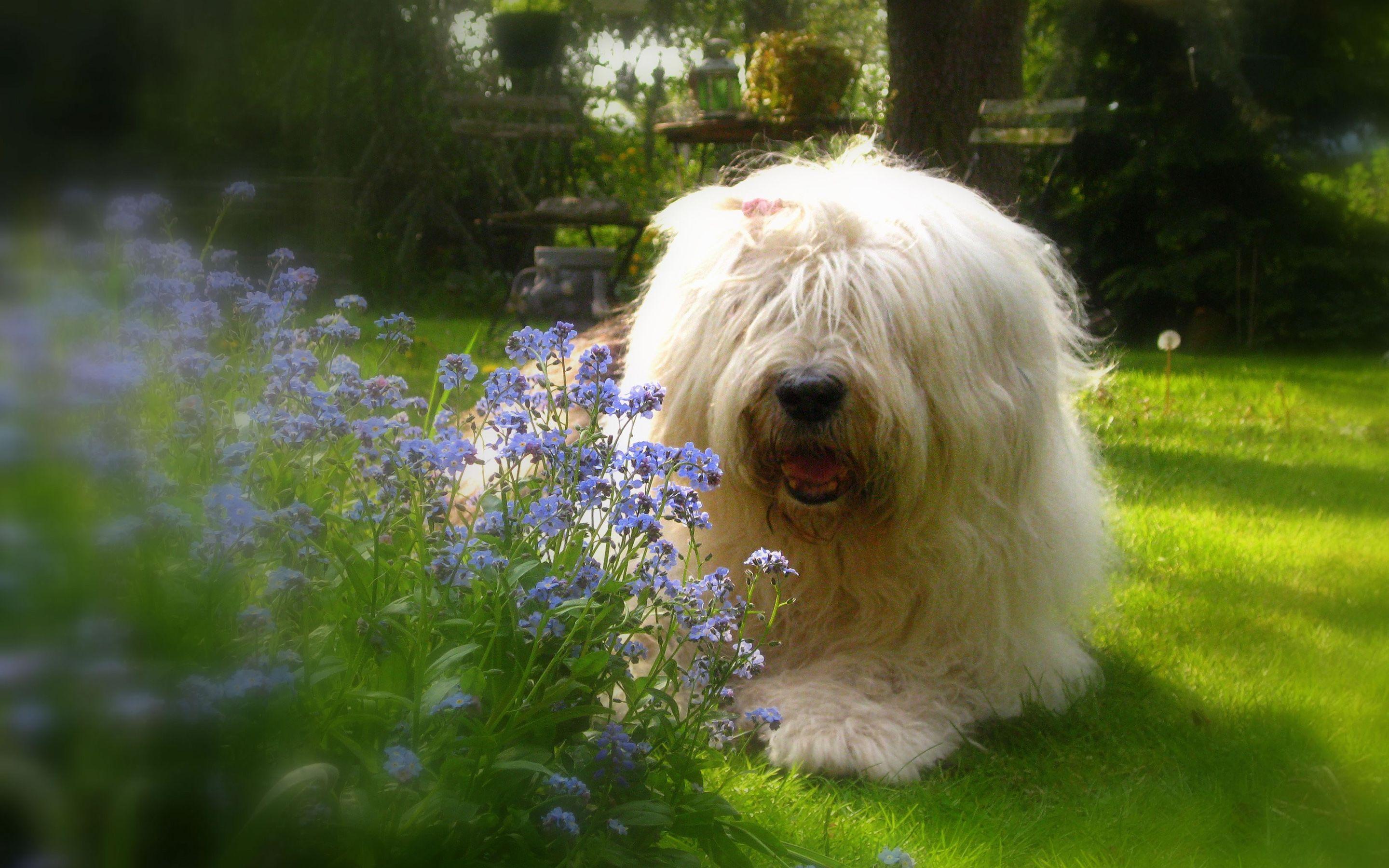 2880x1800 Download Wallpaper Old English Sheepdog, Close Up, Shaggy Dog