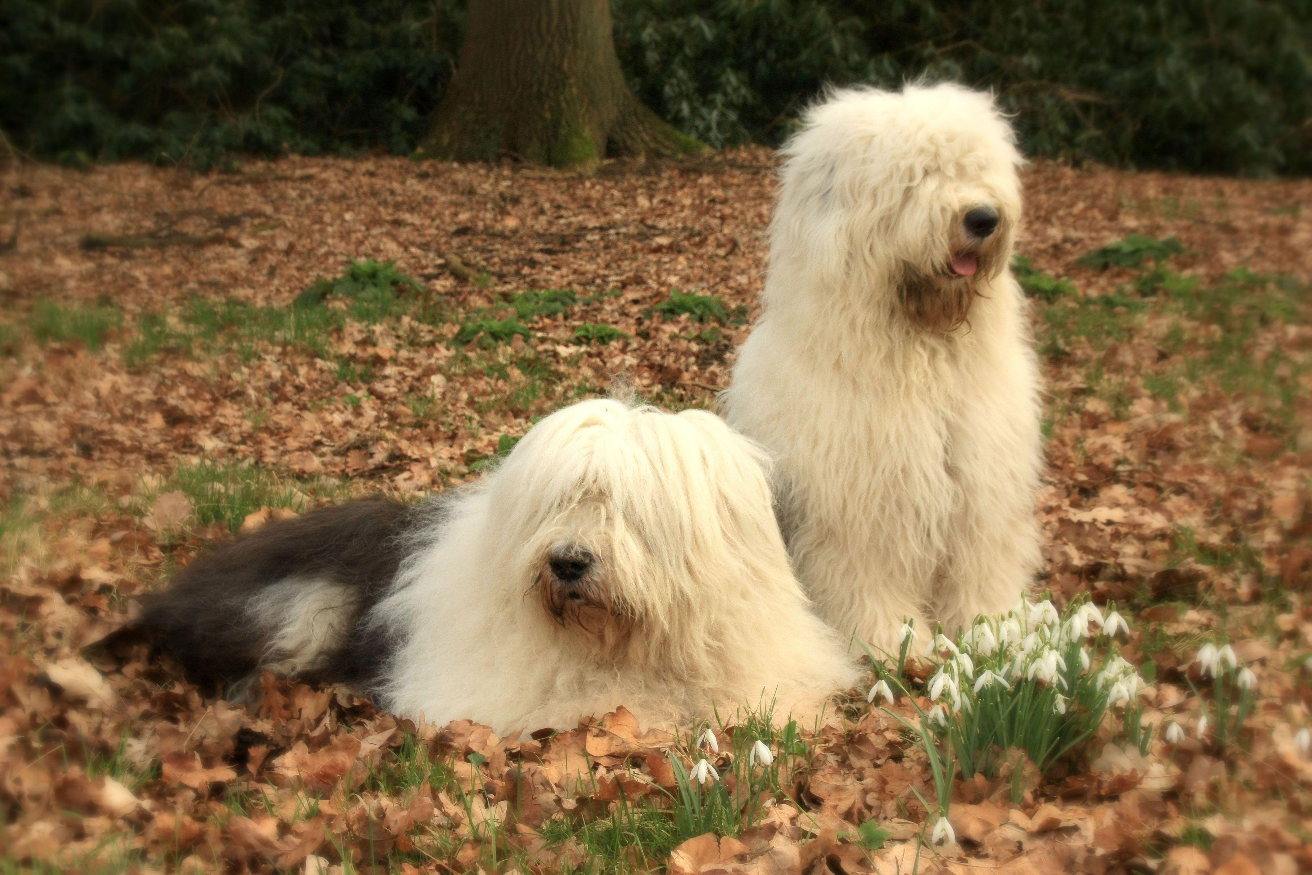 4272x2848 Old English Sheepdog Desktop Background