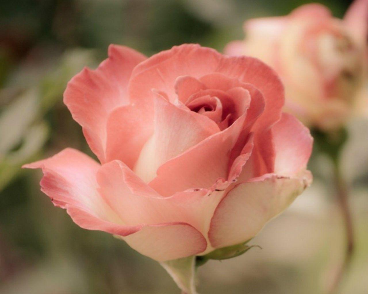 Japanese Roses Wallpapers Top Free Japanese Roses Backgrounds