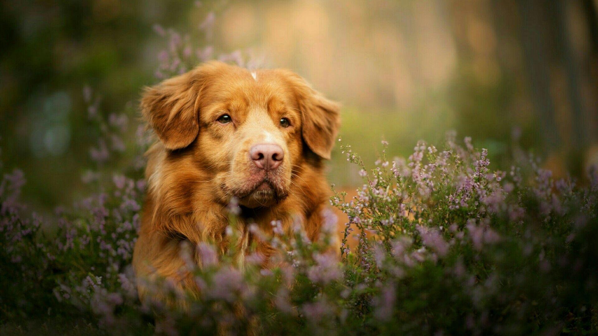 1920x1080 Nova Scotia Duck Tolling Retriever Wallpaper. Wallpaper Studio 10