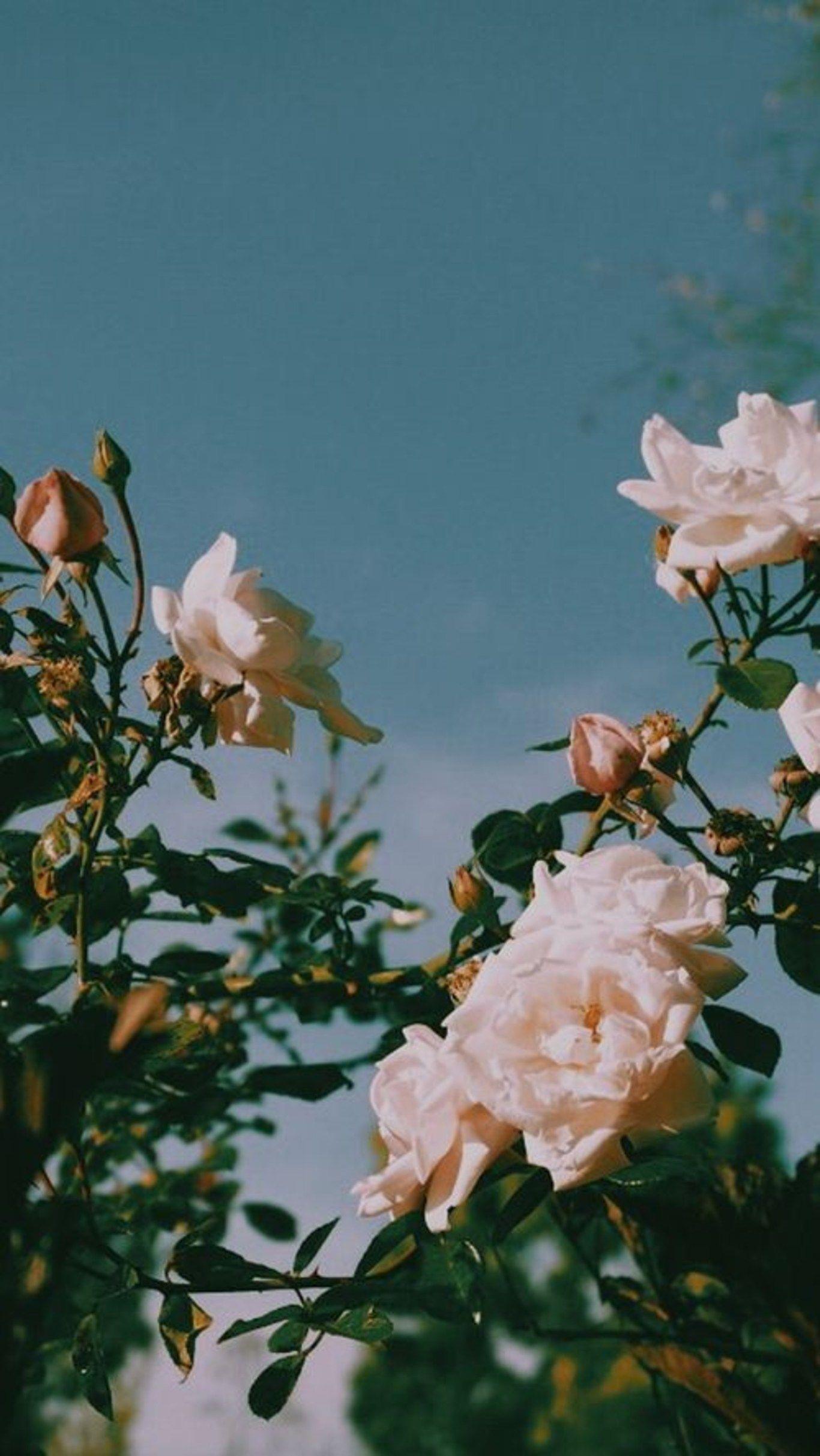 1366x2426 Flower, Garden roses, Petal, Rose, Pink, Rose family. iPhone wallpaper vintage, Vintage phone wallpaper, Aesthetic wallpaper