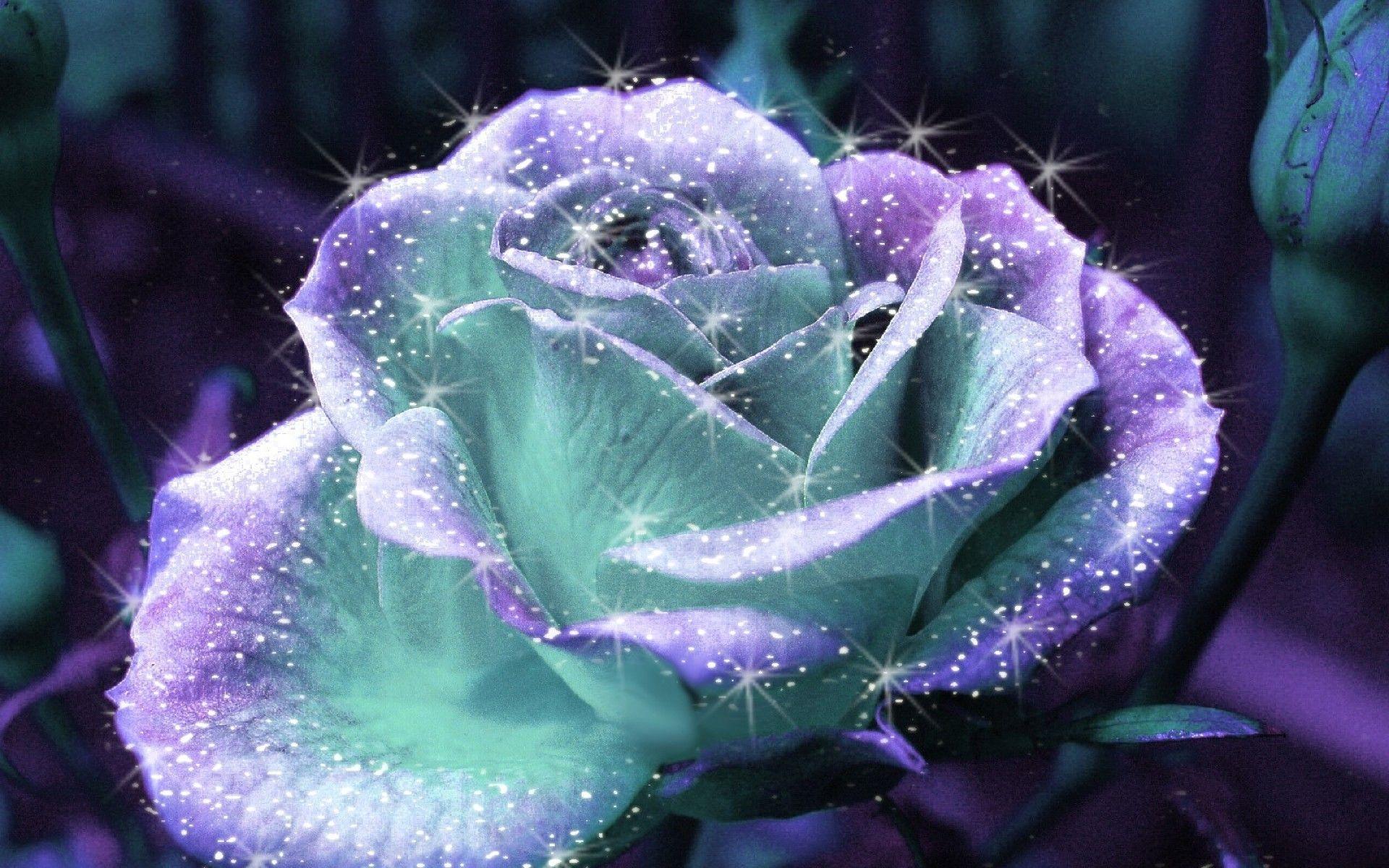 1920x1200 rose flowers wallpaper: Rose Flowers Wallpaper Desktop. Download