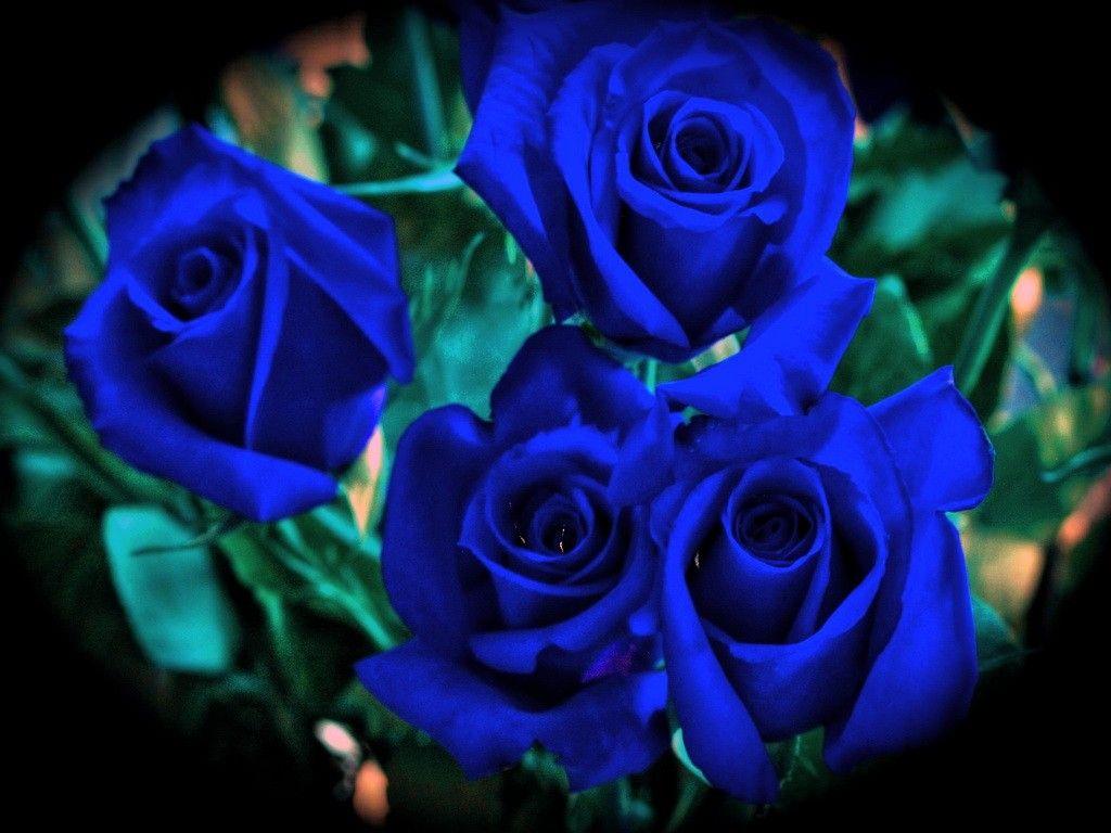 1024x768 Flowers: Four Roses Blue Green Carol Blues Leaves Flowers Picture