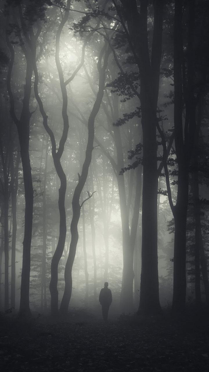720x1280 Dark Forest HD Wallpaper for Android