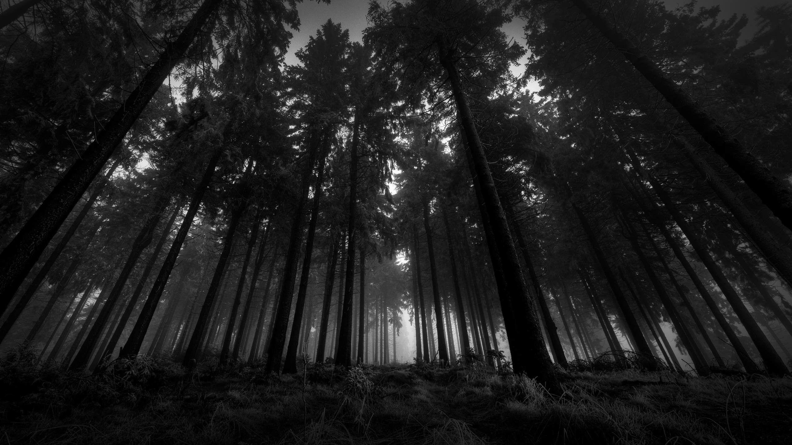 2560x1440 Dark Forest Background