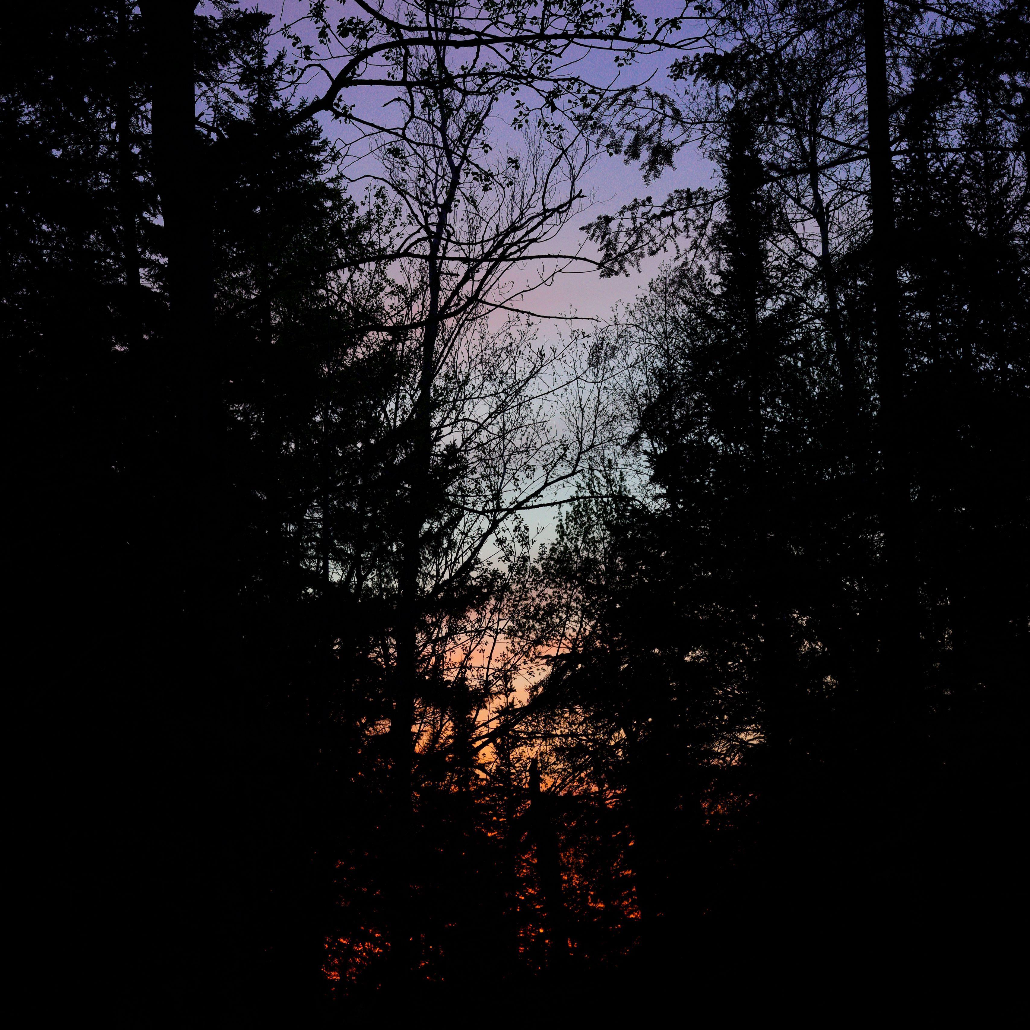3415x3415 Download wallpaper 3415x3415 trees, branches, sunset, dark, forest