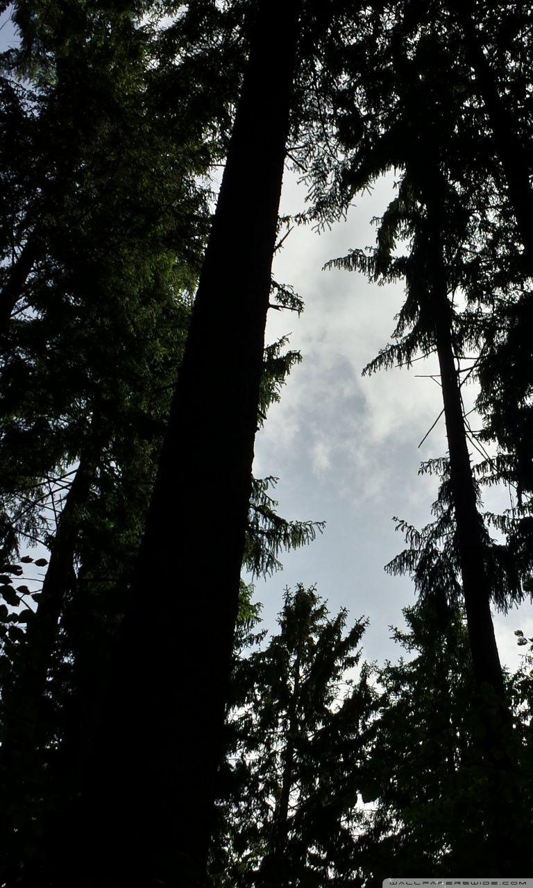 768x1280 Dark Forest Ultra HD Desktop Background Wallpaper for 4K UHD TV